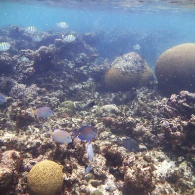 OLSnorkel Half Moon Bay