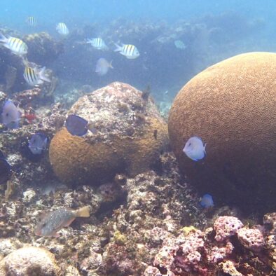 Snorkel Half Moon Bay