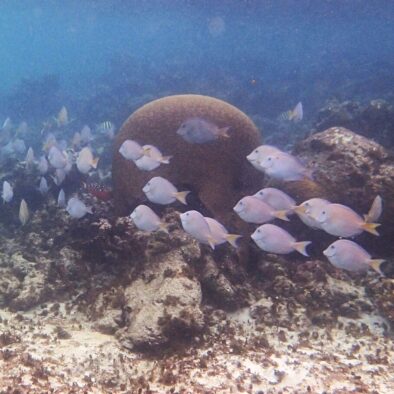 Snorkel Half Moon Bay