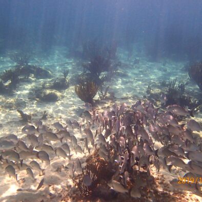 Snorkel Half Moon Bay